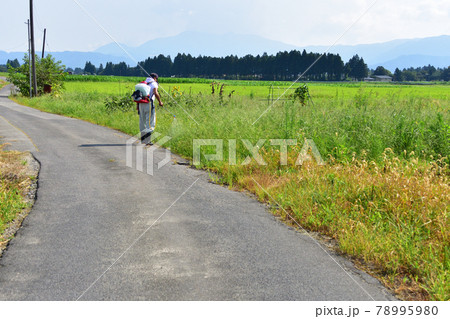 2020年夏の山形鉄道フラワー長井線と車窓からの風景 78995980