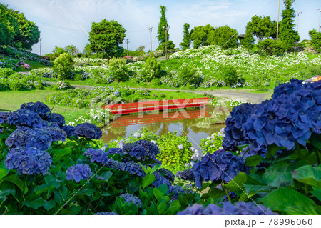 かざはやの里、満開のあじさい〈三重県津市〉 78996060