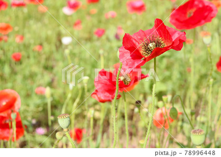 ポピー ピンク 赤い 花 群生 かわいい 美しい 綺麗 可憐 鮮やか 春 日本 野原 公園の写真素材