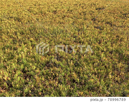 withering plants, background of wilting plants, field plants, thick carpet of grasses 78996789