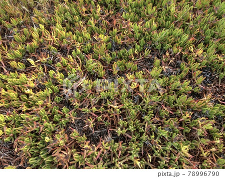 strange plants intertwined, many strange plants intertwined on the ground 78996790