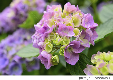 紫陽花 紫陽花 78996894