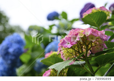 紫陽花 78996899