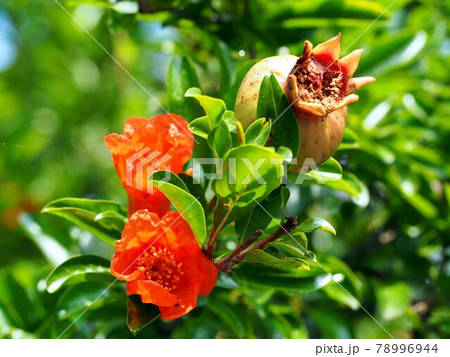 雨上がりの日差しの中のザクロ 二輪のオレンジ色の花と実のついた枝 の写真素材