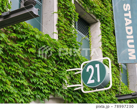 甲子園球場 初夏 ツタのある風景 甲子園球場 初夏 ツタのある風景 78997230