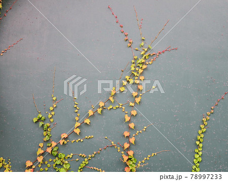 甲子園球場　初夏   ツタのある風景 78997233