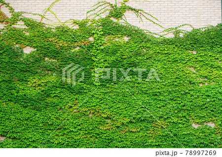 甲子園球場 初夏 ツタのある風景 甲子園球場 初夏 ツタのある風景 78997269