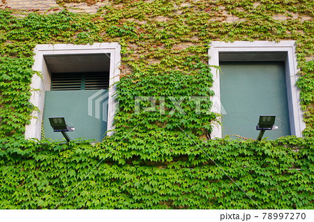 甲子園球場　初夏   ツタのある風景 78997270