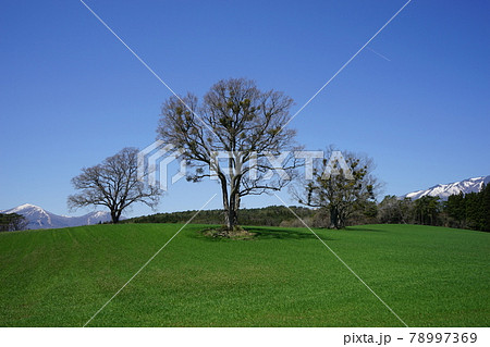 春の小岩井農場 春の小岩井農場 78997369