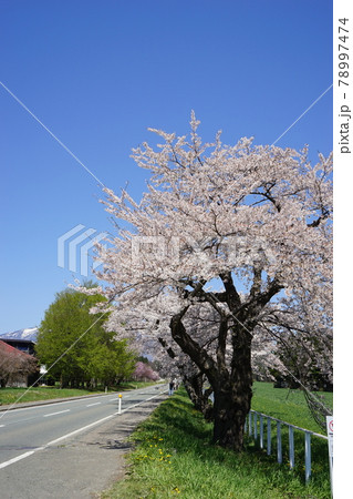 春の小岩井農場　満開の桜 78997474