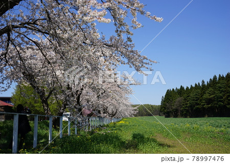 春の小岩井農場　満開の桜 78997476
