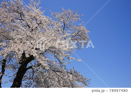 春の小岩井農場 満開の桜 春の小岩井農場 満開の桜 78997480