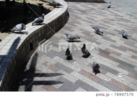 仙台市青葉区　東二番丁通周辺　鳩 78997570