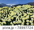 光前寺通りの沢山の水仙と木曽駒ヶ岳(横画像) 78997724