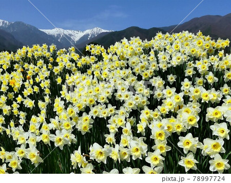 光前寺通りの沢山の水仙と木曽駒ヶ岳(横画像) 78997724