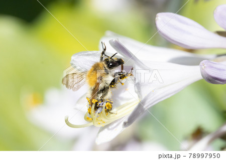 A bumble-bee collecting pollen in a white flower. A humble-bee working on a garden flower. A bumble-bee collecting pollen in a white flower. A humble-bee working on a garden flower. 78997950