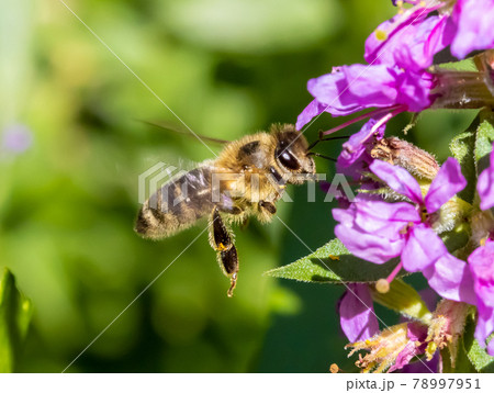 A honey bee fly around a flower on a garden. 78997951