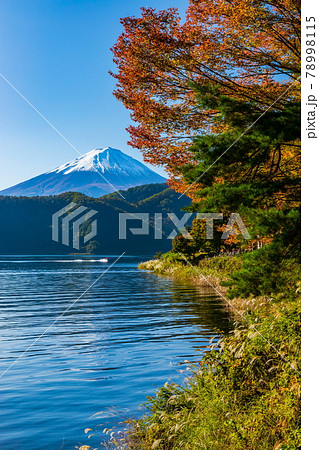 秋の富士山と河口湖　山梨県富士河口湖町にて 78998115
