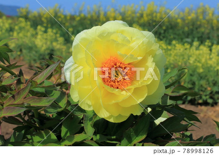 牡丹畑に咲く大輪のぼたんの花 牡丹畑に咲く大輪のぼたんの花 78998126
