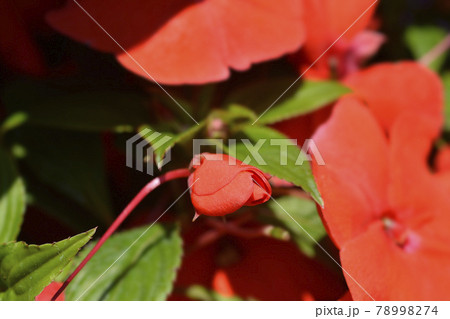 New Guinea impatiens New Guinea impatiens 78998274