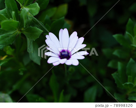 一輪だけ咲いたディモルフォセカの花 78998320