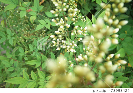 南天の花の蕾 78998424