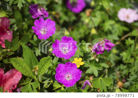 花 よく 植物 78998771