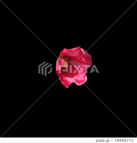 One flower of pink mallow. Isolated on background. One flower of pink mallow. Isolated on background. 78998775