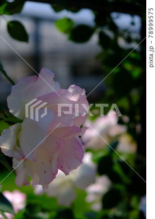 バラ(ROSE) バラ(ROSE) 78999575