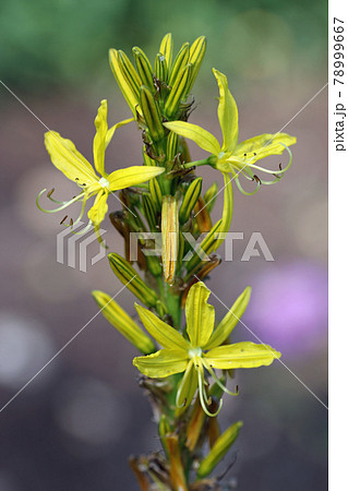 Yellow asphodel flower spike 78999667