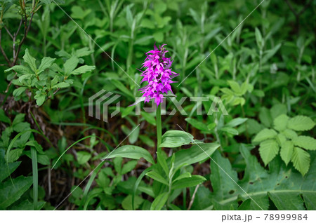 ハクサンチドリ 78999984