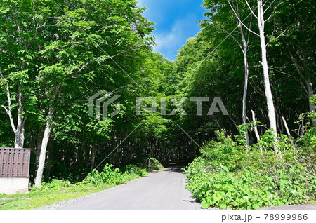 ブナ林 ブナ林 78999986