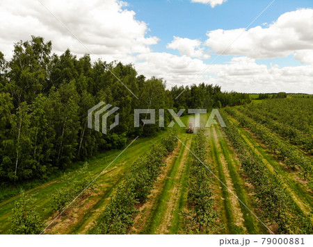 A red tractor sprays pesticides in an Apple orchard. Spraying an apple tree with a tractor A red tractor sprays pesticides in an Apple orchard. Spraying an apple tree with a tractor 79000881
