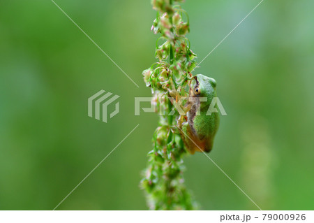 草にとまるアマガエル（ニホンアマガエル）埼玉県/6月 79000926