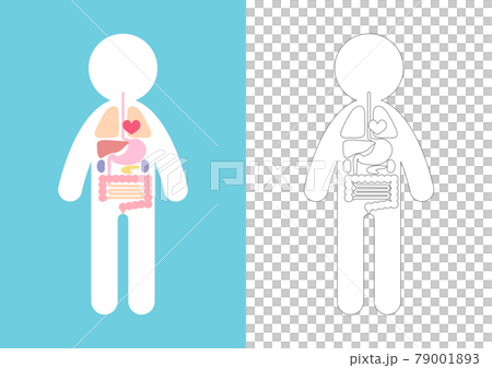 人体・内臓のイラスト素材 79001893