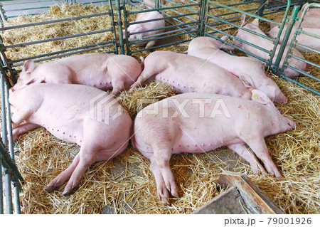 Dead pigs 79001926