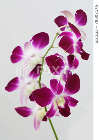 ランの花(Dendrobium Sonia) ランの花(Dendrobium Sonia) 79002145