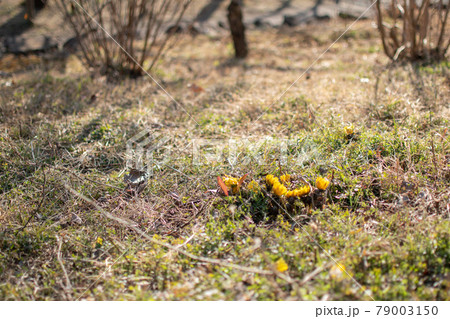 足立区立都市農業公園/東京都足立区鹿浜 足立区立都市農業公園/東京都足立区鹿浜 79003150