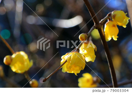 おひさまの光に輝く黄色いロウバイの花 おひさまの光に輝く黄色いロウバイの花 79003304