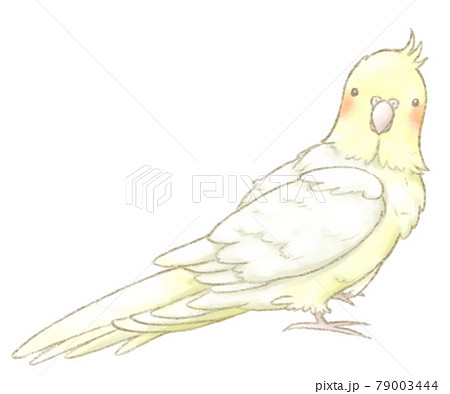 こちらを見るオカメインコの全身イラストのイラスト素材