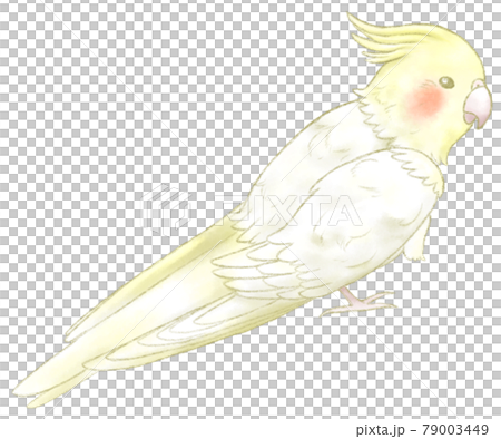 側身的玄鳳鸚鵡全身圖 79003449