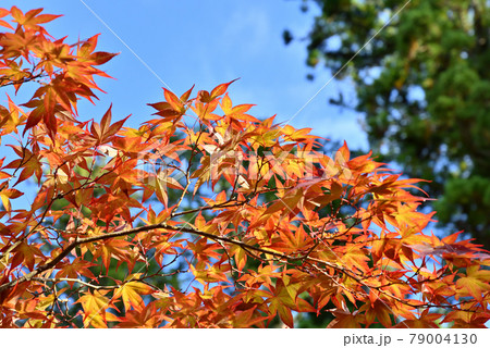 秋の京都　紅葉と青空 79004130