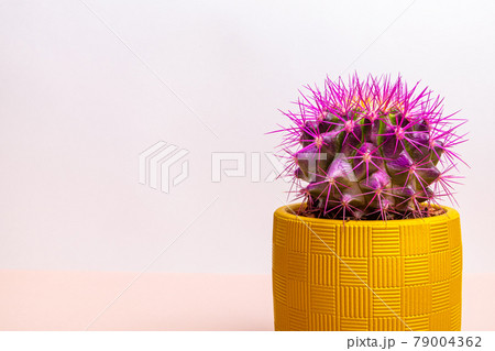 A round cactus with large purple thorns in a yellow pot. 79004362