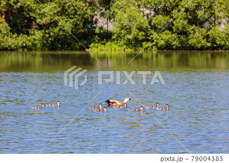 During the day, ducklings swim in the pond under the supervision of a duck During the day, ducklings swim in the pond under the supervision of a duck 79004383