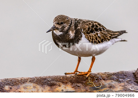 Ruddy turnstone shore bird feeding on coast Ruddy turnstone shore bird feeding on coast 79004966