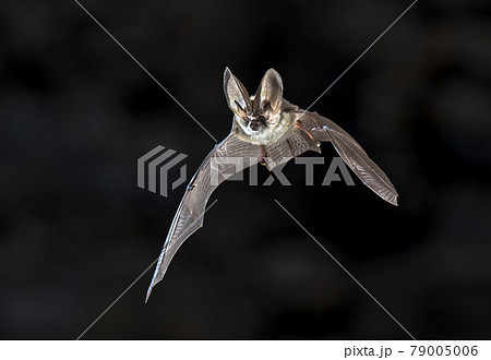 Flying Grey long eared bat Flying Grey long eared bat 79005006