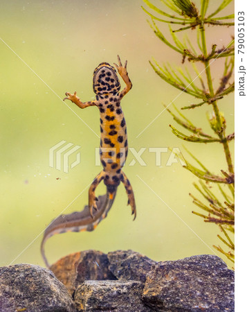 Common newt amhibian in freshwater habitat 79005103