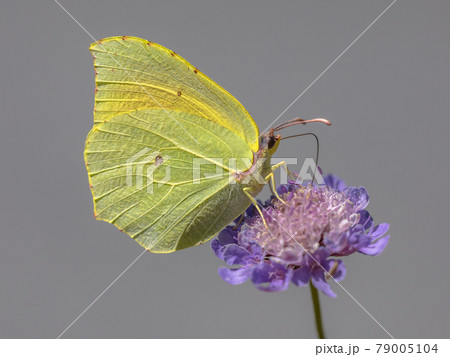 Cleopatra butterfly feeding on flower Cleopatra butterfly feeding on flower 79005104