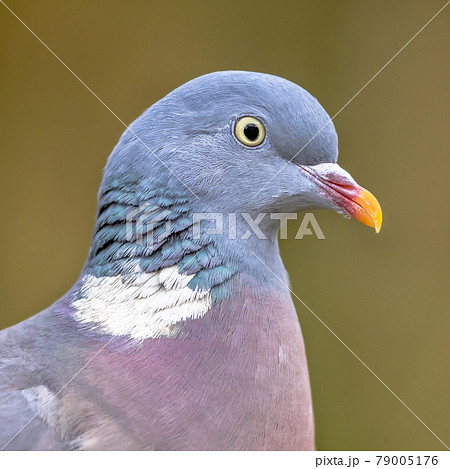 Headshot portrait of Wood pigeon 79005176