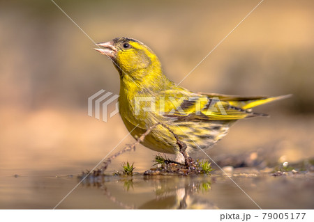 Eurasian Siskin drinking from shallow pond Eurasian Siskin drinking from shallow pond 79005177